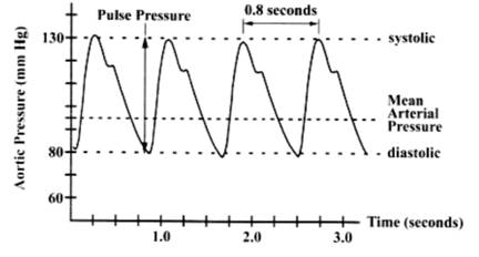 Как измерять артериальное давление - Научно-исследовательский институт кардиологии